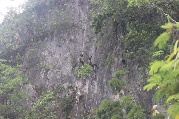Latihan Rimba Laut Gegana Brimob Papua tingkatkan kesiapsiagaan personel