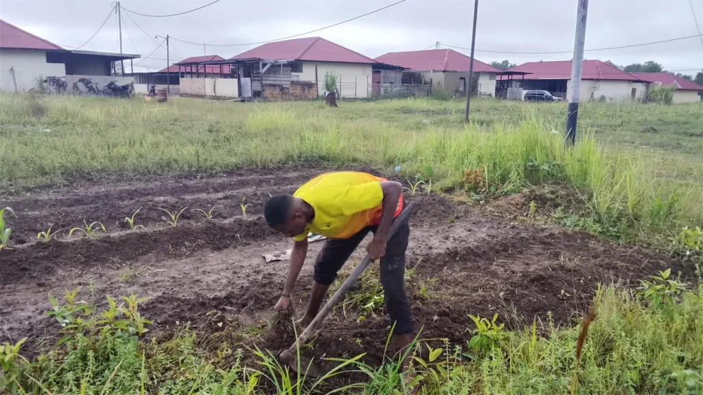 ketahanan pangan satbrimob polda papua melalui budidaya jagung