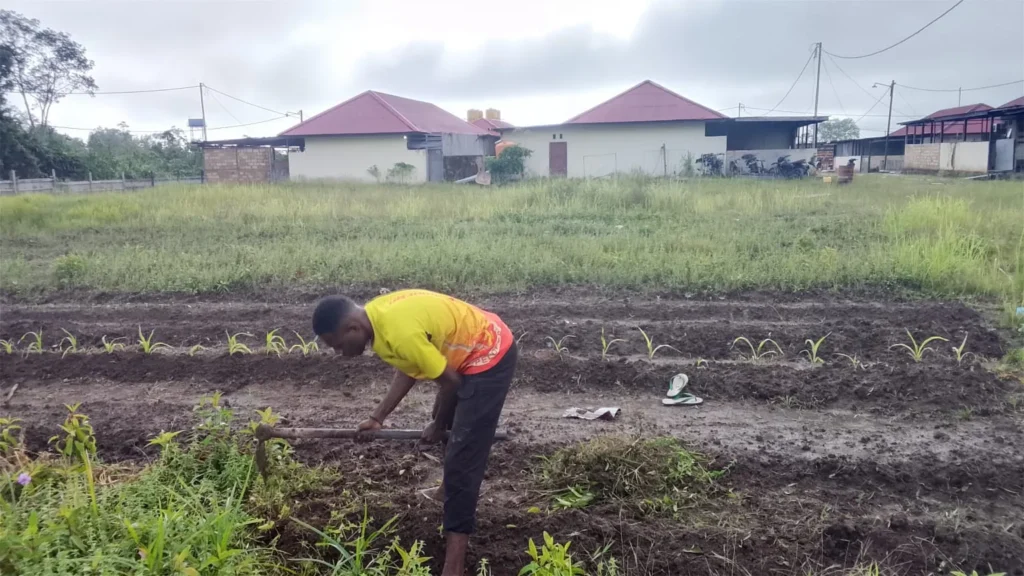 ketahanan pangan satbrimob polda papua di kabupaten mappi